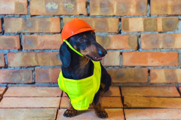 istock Dog builder dachshund in an orange construction helmet  at the brick wall background 1085001334