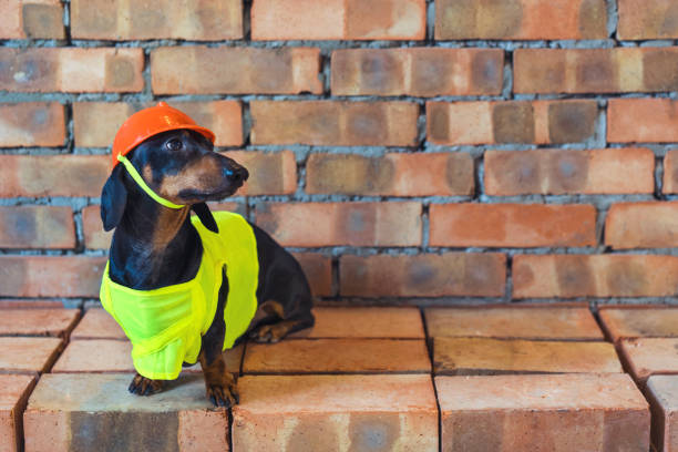 istock Dog builder dachshund in an orange construction helmet  at the brick wall background 1085001354