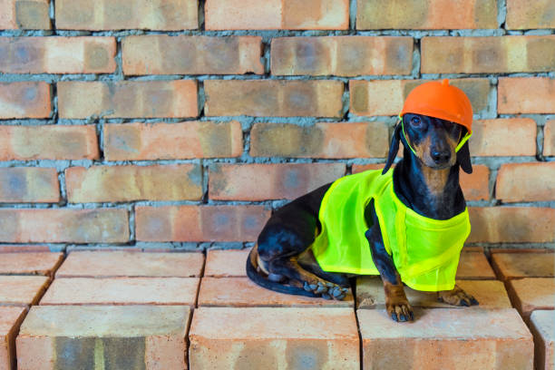 istock Dog builder dachshund in an orange construction helmet  at the brick wall background 1085001378