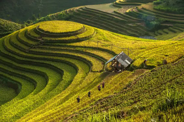 Mù Cang Chải Rice Terrace has been recognized as one of the unique landscapes of Vietnam. The Hmong people developed a way to retain water by making the levelling the land on the m