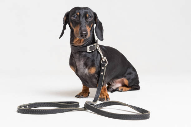 istock Dog dachshund, black and tan, with leather leash, isolated on a gray background 1085003784