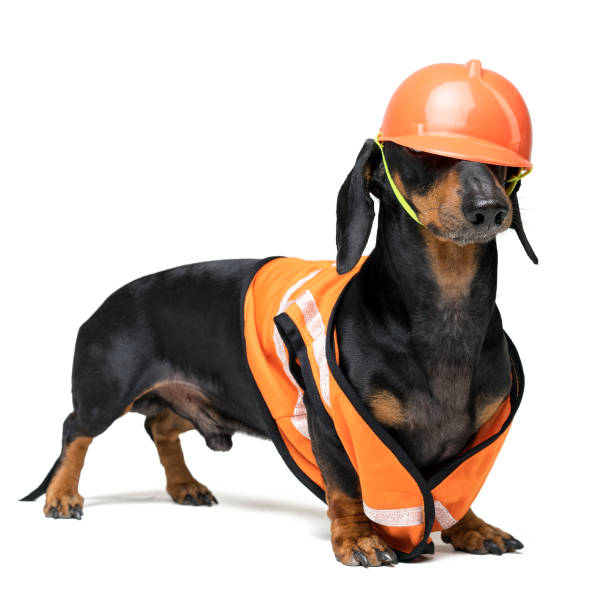 istock Dog builder dachshund in an orange construction helmet   isolated on white background 1085004064