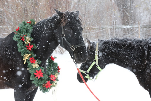 Saddle horse wearing beautiful colorful christmas wreath at advent weekend in the fresh snow