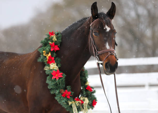 dreamy christmas image of asaddle horse wearing a beautiful wreath in snowfall - winter snow livestock horse imagens e fotografias de stock