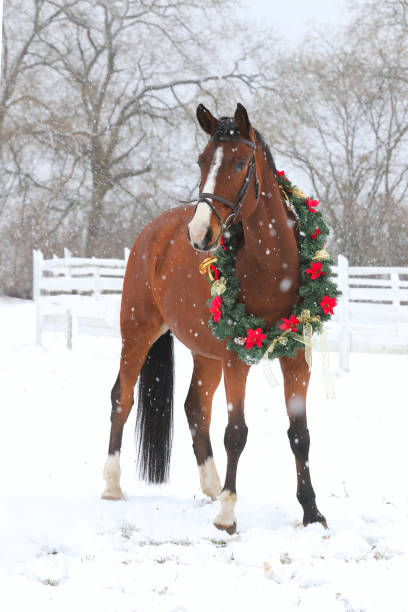 dreamy christmas image of asaddle horse wearing a beautiful wreath in snowfall - winter snow livestock horse imagens e fotografias de stock