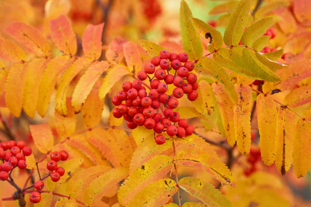 istock Red ashberry in the fall with yellow leaves at sunset. 1085011118