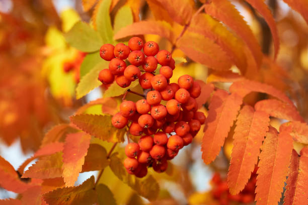 rote asche beere im herbst mit gelben blättern bei sonnenuntergang. - berry fruit fruit ash autumn stock-fotos und bilder