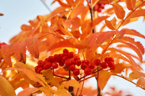 rote asche beere im herbst mit gelben blättern bei sonnenuntergang. - berry fruit fruit ash autumn stock-fotos und bilder
