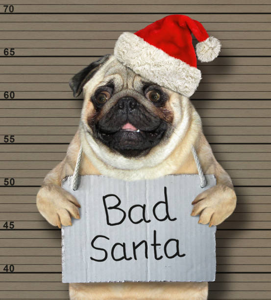 istock Bad dog pretended to be santa 1085013666