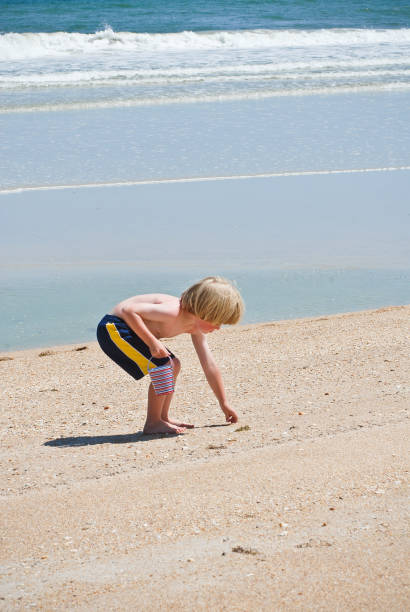 young boy looking for seashells at the beach stock photo