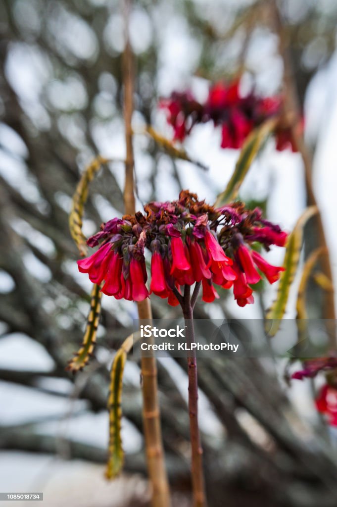 Indian Paintbrush plant Growing at the beach with red flowers Beauty In Nature Stock Photo