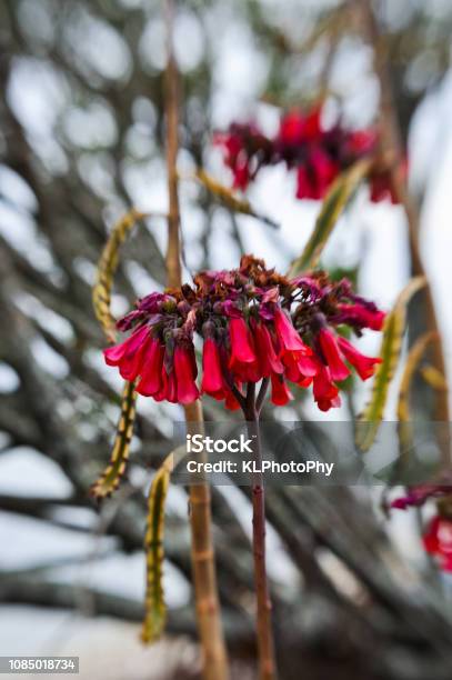 Indian Paintbrush Plant Stock Photo - Download Image Now - Beauty In Nature, Flower, Growth