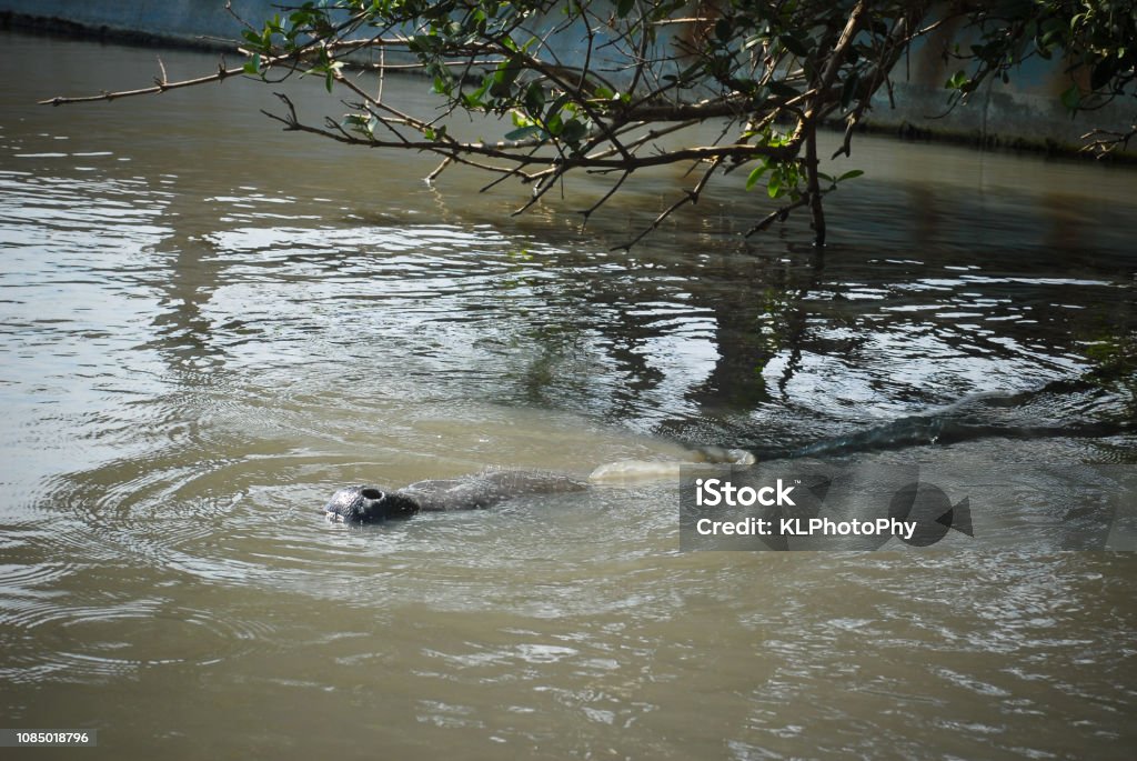 Manatee surfacing A manatee (west Indian) comes up for breath Animal Stock Photo