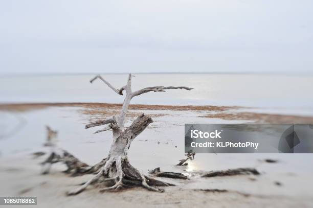 Driftwood And River Stock Photo - Download Image Now - Beauty In Nature, Driftwood, Horizontal