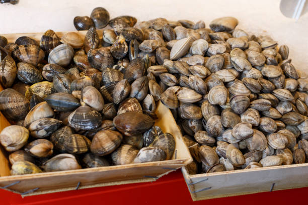 istock Showcase with raw sea cockles clams 1085021320