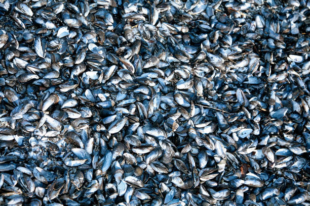 A beach pattern background picture