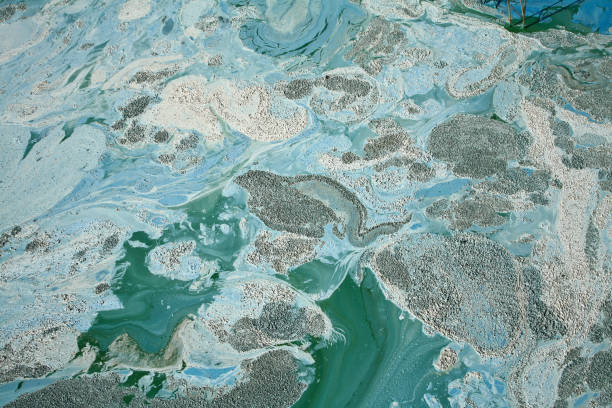 Blue-green algae stock photo