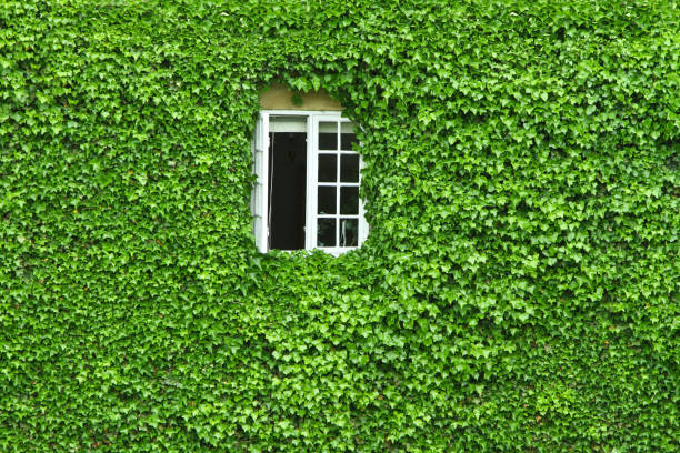 istock wall covered by green leaves 1085024888