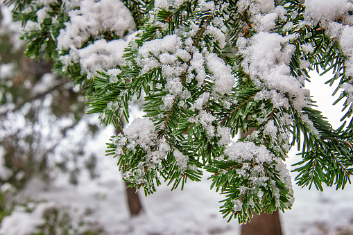 Frosted Pine Needles In Winter