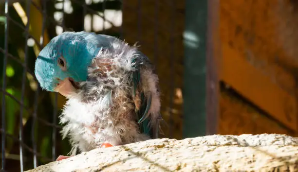 Photo of diseased blue small parrot, scratching from the itch and plucking its feathers, probably bird lice or mites