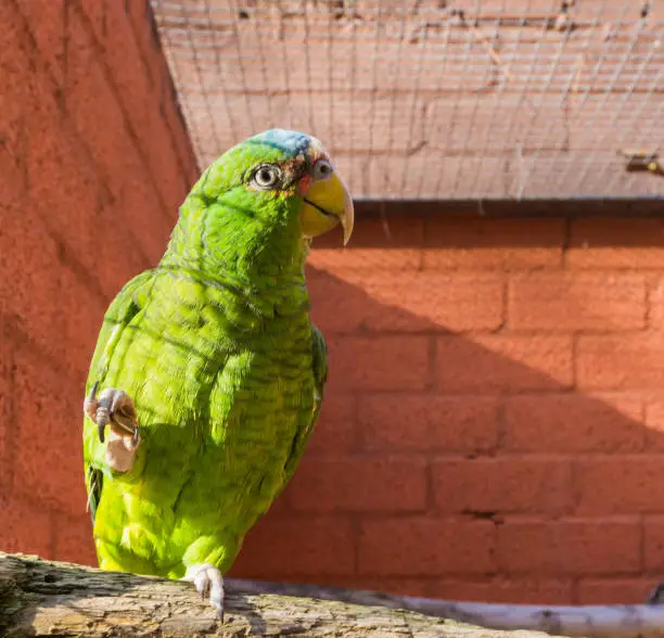 Photo of funny juvenile white fronted amazon parrot pointing its paw