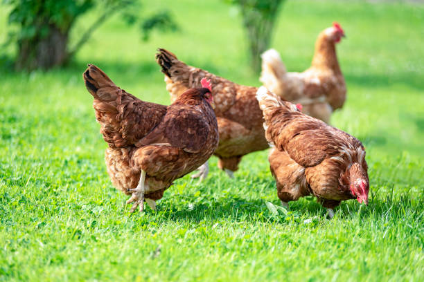 istock Free and happy hens 1085027224