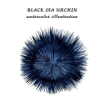 Watercolor illustration of black sea urchin isolated on white background.
