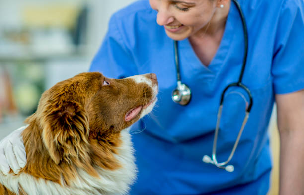 istock Female vet with a sheep dog 1085030164