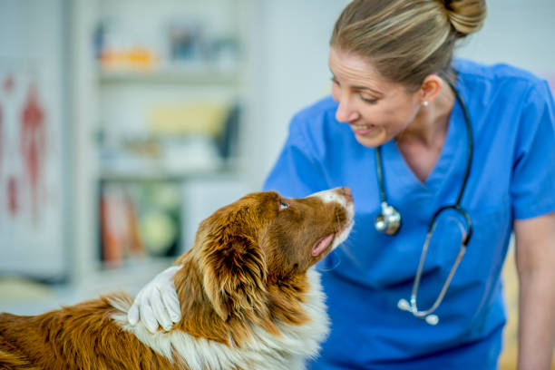 weibliche tierarzt mit einem schäferhund - veterinary office stock-fotos und bilder