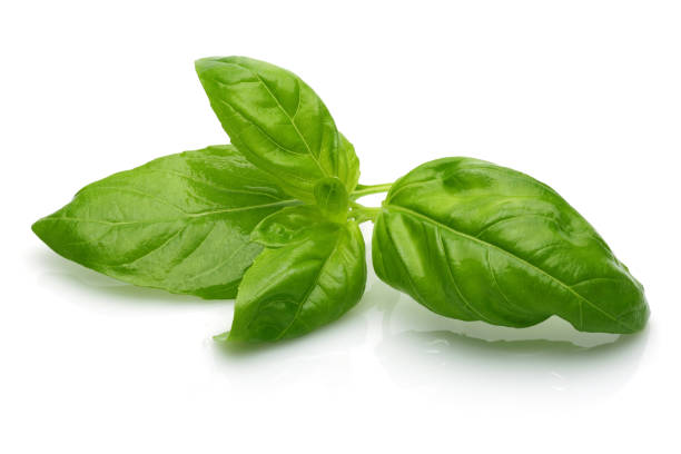 istock Green basil leaves isolated on white 1085043400