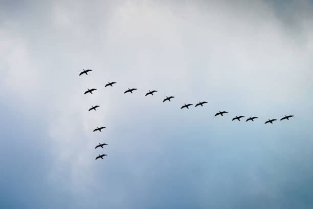 うは曇りの空に対して v フォーメーションを飛んでいます。 - great black cormorant ストックフォトと画像