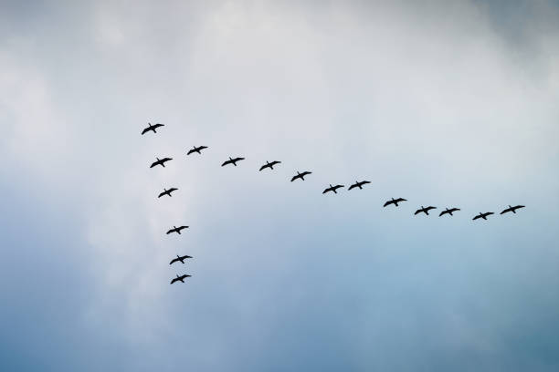 istock Cormorants flying in a V formation against the cloudy sky. 1085046624