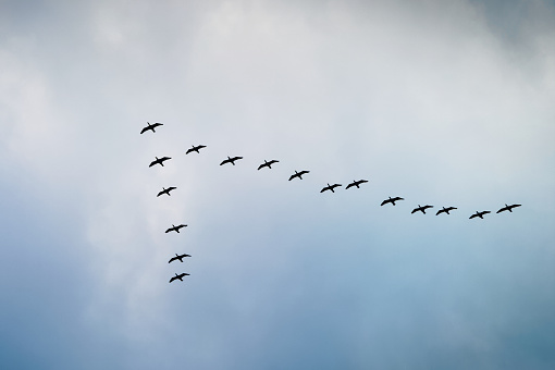 Cormorants flying in a V formation against the cloudy sky. Birds migration concept. Pomerania, Poland.