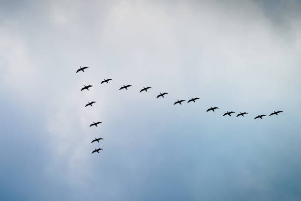 cormorants que voam em uma formação de v de encontro ao céu nebuloso. - great black cormorant - fotografias e filmes do acervo