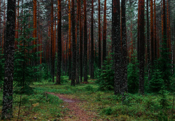 istock Woodland scene tall pine trees forest 1085047258