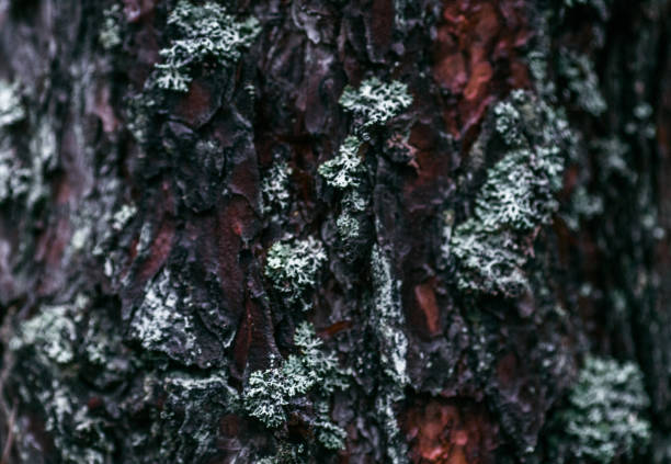 Russia, Abstract, Backgrounds, Beauty, Birch Tree