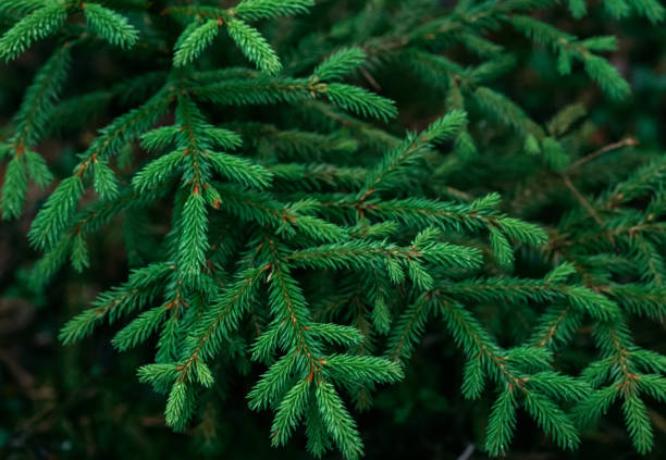 Beautiful fresh blue green natural christmas tree stock photo