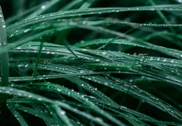 Plant, Drop, Liquid, Rain, Raindrop