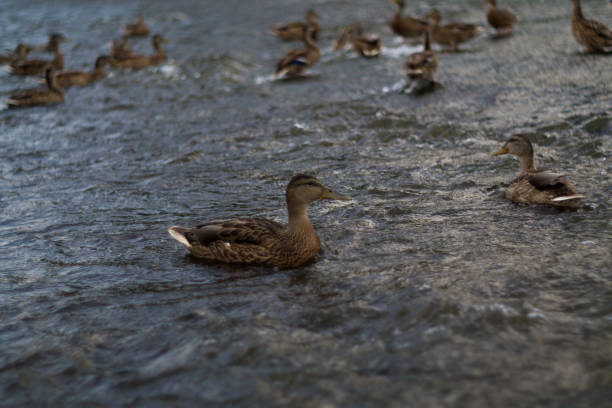 A wild duck on the river looks at the other duck.