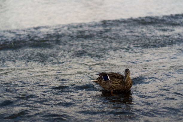 One beautiful duck swim in river.
