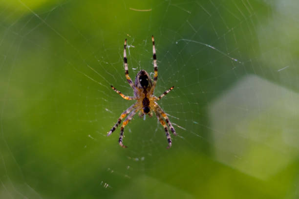 istock Small spider handing in spiderweb. On background curly green bokeh 1085047776