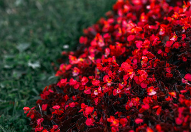Salvia is a wonderful red flower for decorating flower beds and gazebos in summer outdoors