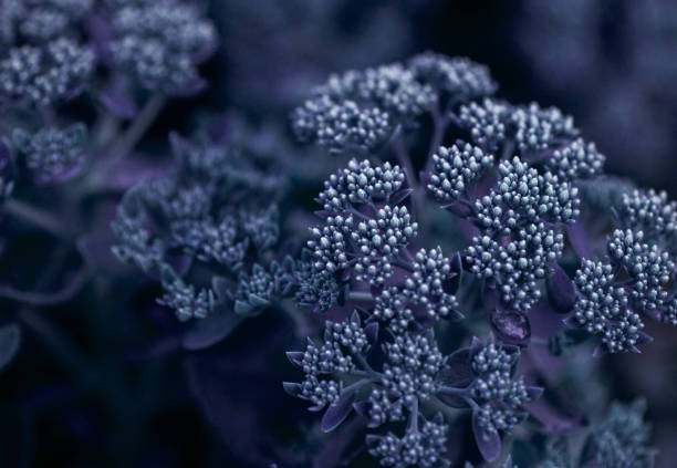 Botanical Garden, Bouquet, Circle, Ether, Flower