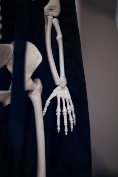 istock Skeleton with cloak. Halloween decoration. 1085051014