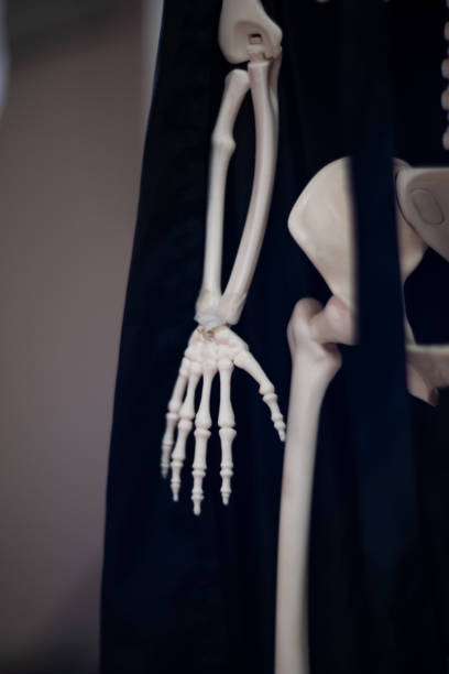 istock Skeleton with cloak. Halloween decoration. 1085051020
