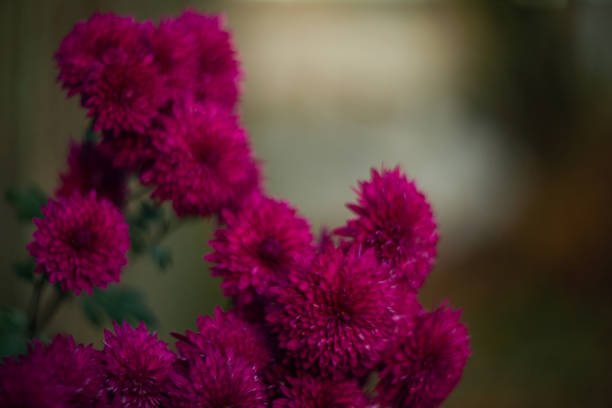 istock Purple chrysanthemums with blurred background and very soft focus. Art idea. 1085051318