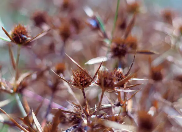 Photo of Dry blossoms of a blue-head in the field. The intense orange color of the inflorescence indicates the maturity of the seeds. Close-up view.