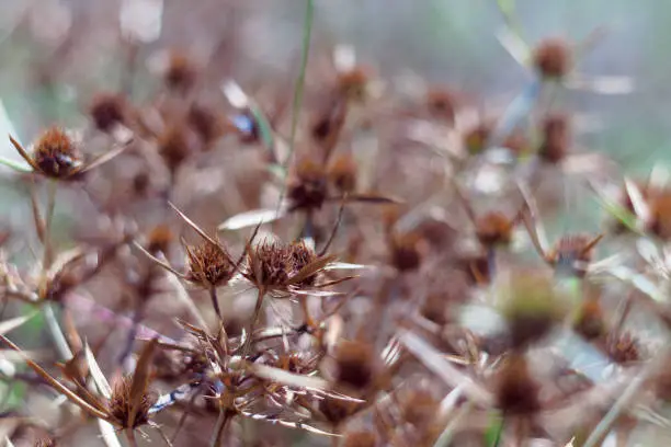 Photo of Dry blossoms of a blue-head in the field. The intense orange color of the inflorescence indicates the maturity of the seeds. Close-up view.