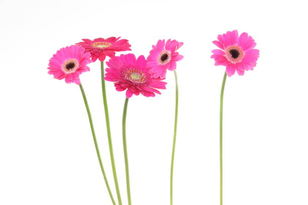 istock transvaal daisies in a white background 1085053906