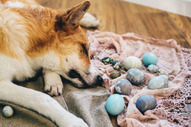 istock Cute golden dog sleeping at stylish easter eggs on rustic wooden background in light. Modern easter eggs painted with natural dye. Happy Easter.  Easter hunt. Cute puppy 1085054902